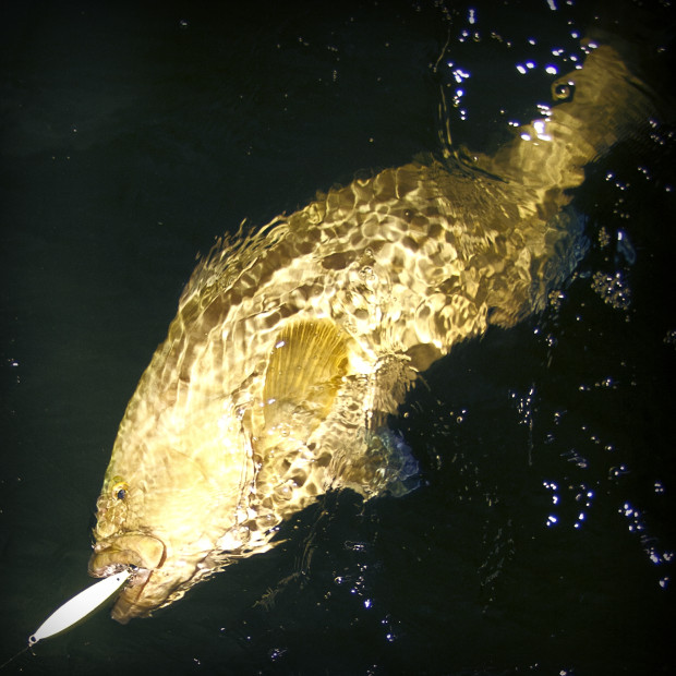 Squinnow-Gag-Grouper-620x620 In A Game Of Kings - Southwest Florida May Tarpon Report 2015 Reports Fishing Reports  