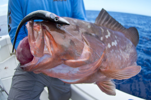Harness-Jig-Grouper-1200-620x409 100 Miles Out: Offshore Grouper & Snapper Fishing Southwest Florida 2015 Reports Blog Fishing Reports  