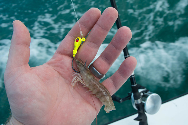 Jig-Head-Rigged-Shrimp-1200-620x413 How To: Tips For Fishing Artificial Reefs Blog How-To Offshore Fishing Videos  