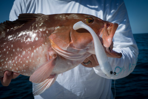 Pro-Tail-Red-Grouper-Paddle-620x414 3 Techniques for Fall Nearshore Grouper Fishing 2016 Reports Blog Fishing Reports How-To Offshore Fishing  