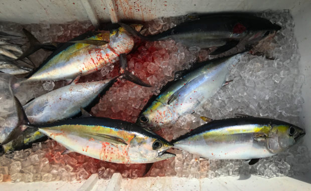 Blackfin-Tuna-Cooler-620x381 What Lures To Bring On A Florida Keys Fishing Trip Blog How-To Offshore Fishing  