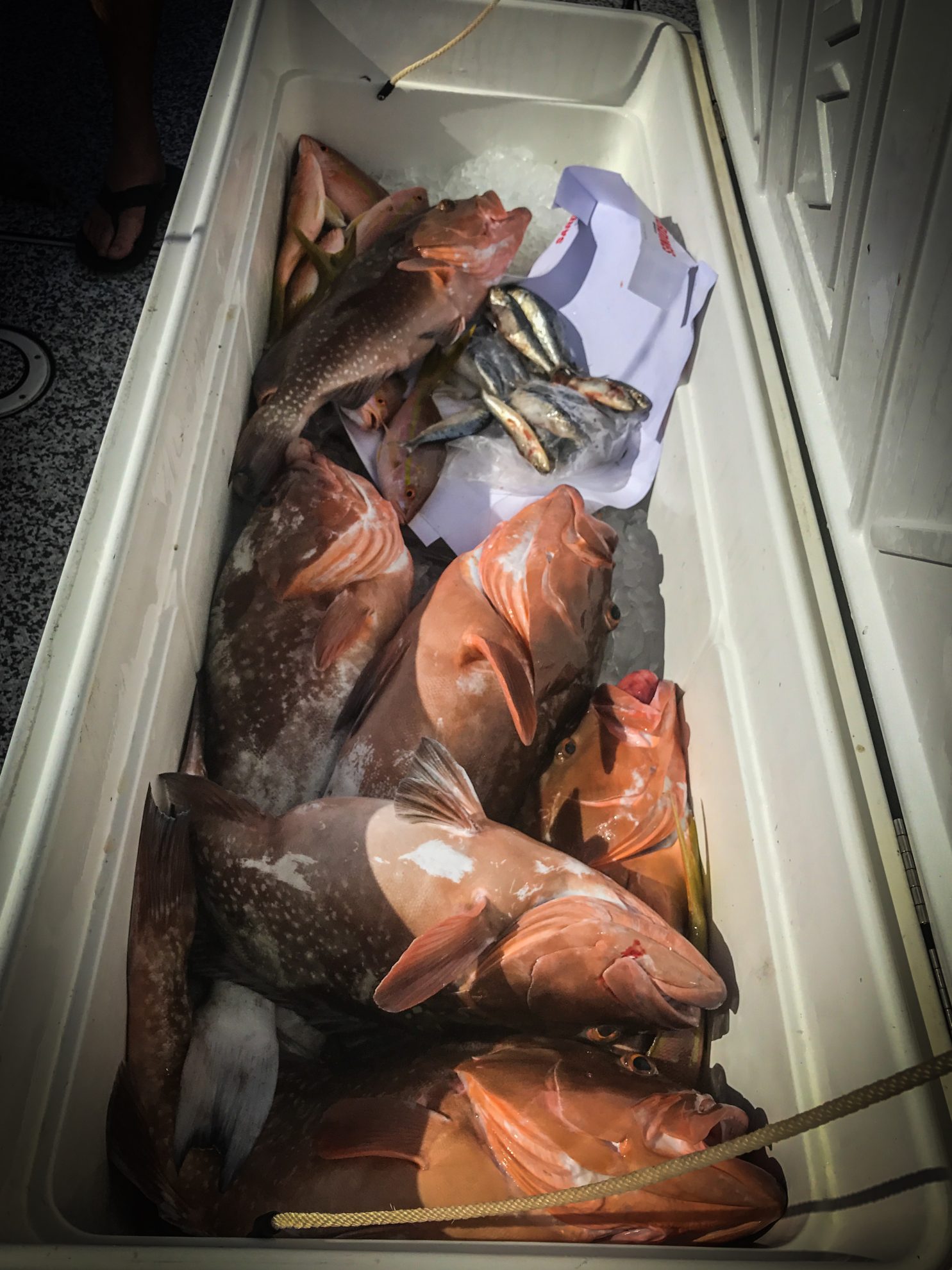 IMG_5187 2017 Opener: Offshore Grouper | Snapper 2017 Reports Fishing Reports  
