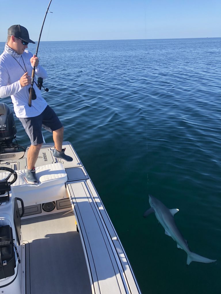 IMG_9203-e1519277699836-768x1024 Drone Video: Fort Myers Beach Surface Feeding Sharks and Bonita 2018 Reports Fishing Reports Tarpon Videos Videos  