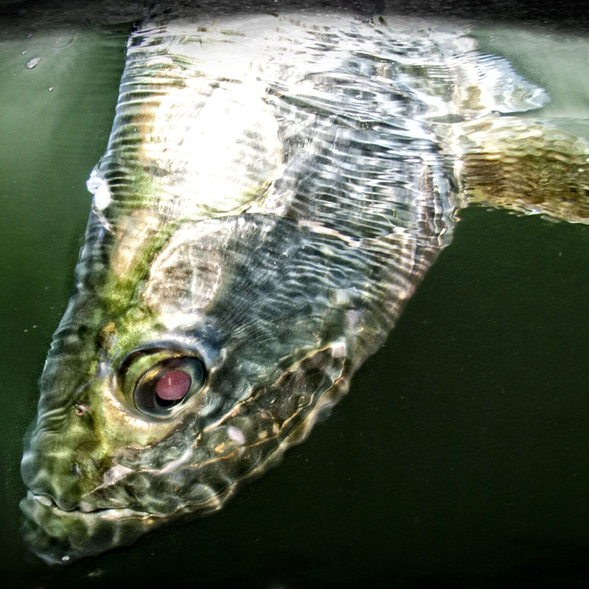 6 Tips for Tarpon: Best Fishing Leaders, Knots and Lures - The Intrepid  Angler