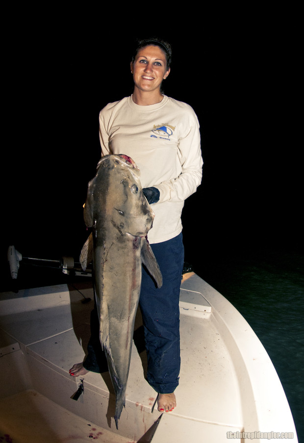 Cobia-Sierra-1-620x903 Unexpected Guests - Late April Fishing Report Sanibel, Pine Island Sound, Fort Myers, Cape Coral 2014 Reports Fishing Reports  