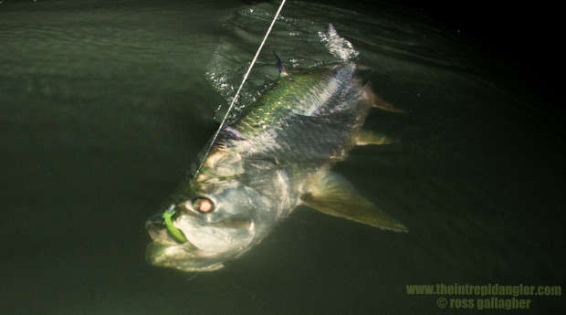 Hogy-Paddle-Tarpon-Boatside-IA-620x345 Southwest Florida Tarpon Season In Full Swing 2014 Reports Fishing Reports  