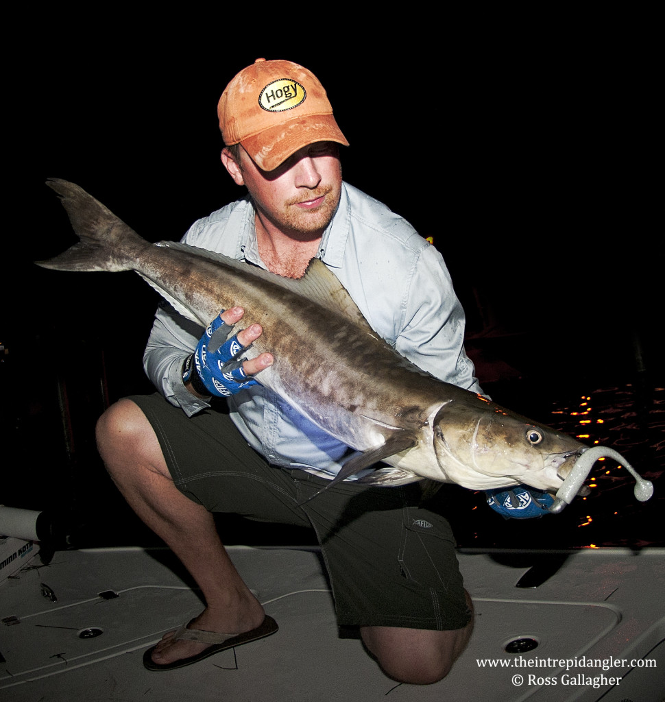 Hogy-Cobia-Paddle-Tail-Night-Fishing-WM-970x1024 Total Fishing Insanity - Late June Fishing Report for Fort Myers, Sanibel, Cape Coral 2014 Reports Fishing Reports  