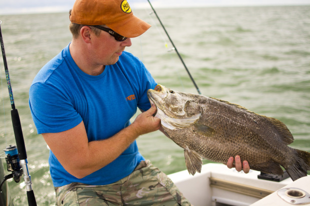 Canaveral-Tripletail-Aftco2-620x413 How To Fillet Tripletail - 4 Tips With Capt. Scott Lum Fish Filleting How-To Videos  