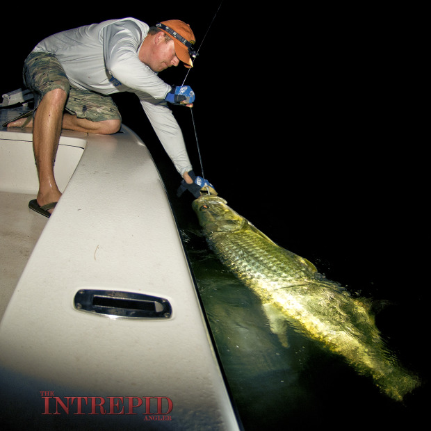 Tarpon-Aftco-Hogy-Sewell-Boatside-Small-WM-620x620 Late Season Tarpon, Cobia & Snook - Pine Island, Sanibel, Fort Myers, Cape Coral Inshore Fishing Reports 2014 Reports Fishing Reports  