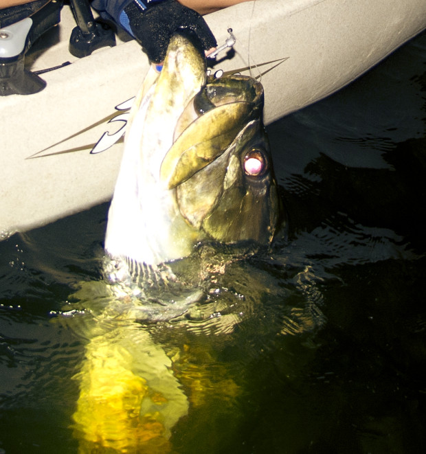 Barbarian-Head-Tarpon-Closeup-620x661 In A Game Of Kings - Southwest Florida May Tarpon Report 2015 Reports Fishing Reports  
