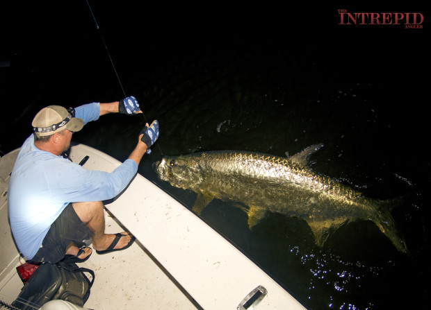 Jason-Big-Tarpon-Mullet-1200-620x447 In A Game Of Kings - Southwest Florida May Tarpon Report 2015 Reports Fishing Reports  