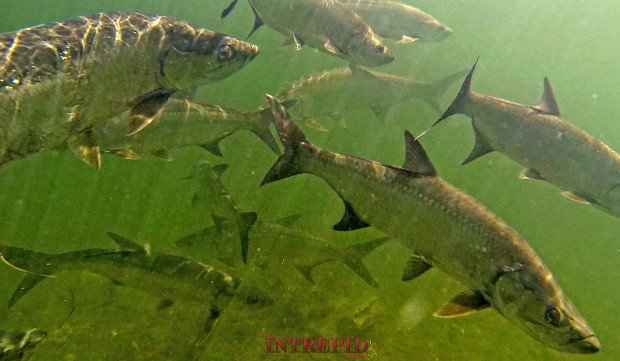 GoPro-Tarpon-UW-WM-620x361 Silver Blur - Chasing the Florida Tarpon Migration 2015 Reports Blog Fishing Reports  