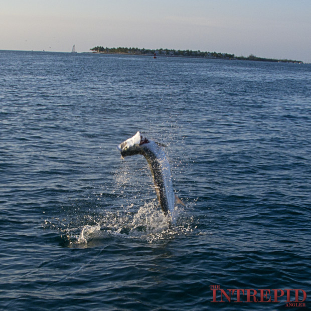 KW-Jumping-Tarpon-620x620 Silver Blur - Chasing the Florida Tarpon Migration 2015 Reports Blog Fishing Reports  
