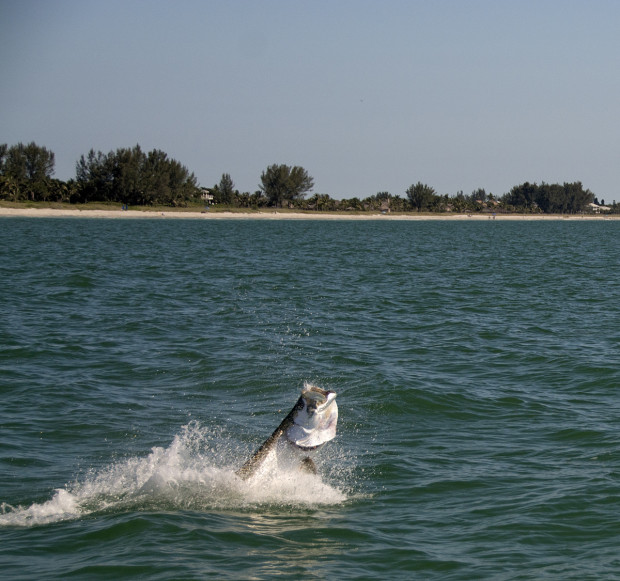 Redfish-Pass-Jumping-Tarpon-1200-620x581 Silver Blur - Chasing the Florida Tarpon Migration 2015 Reports Blog Fishing Reports  