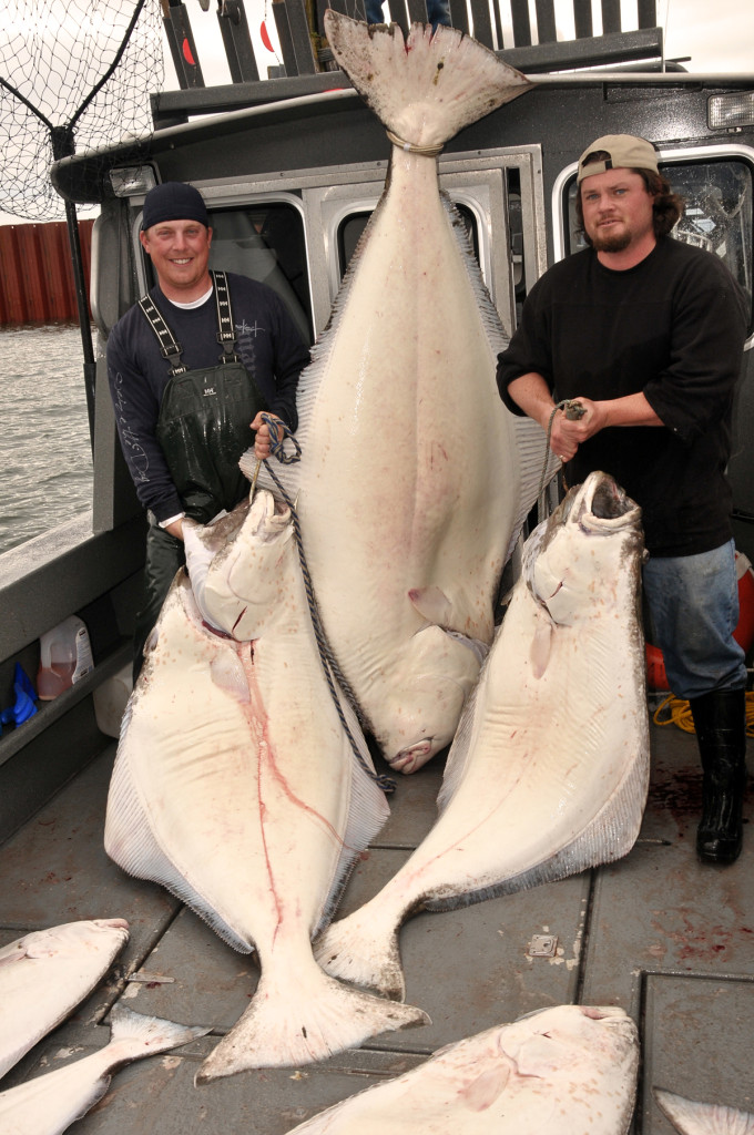 Halibut-Hanging-1200-680x1024 Video: How To Filet A 300lb Halibut Fish Filleting How-To Videos  