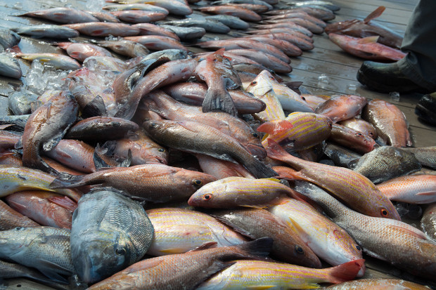 How To: Tips For Fishing Artificial Reefs - The Intrepid Angler