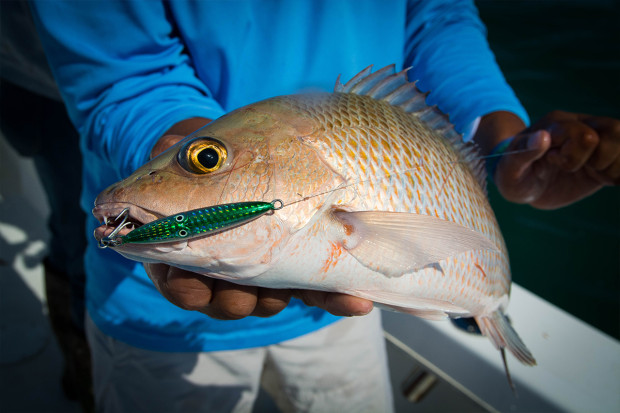 Squinnow-Jig-Snapper-1200-620x413 How To: Tips For Fishing Artificial Reefs Blog How-To Offshore Fishing Videos  