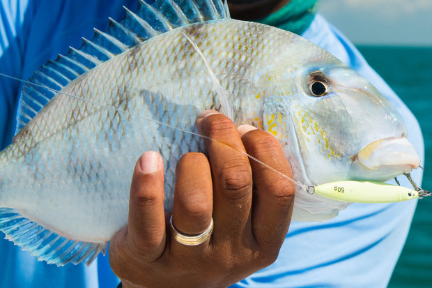 Squinnow-Porgy-1200-620x413 How To: Tips For Fishing Artificial Reefs Blog How-To Offshore Fishing Videos  