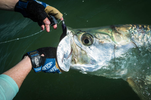 Aftco-Beach-Tarpon-Grip-620x414 5 Tips For Fall Tarpon Success 2016 Reports Fishing Reports How-To Inshore Fishing  