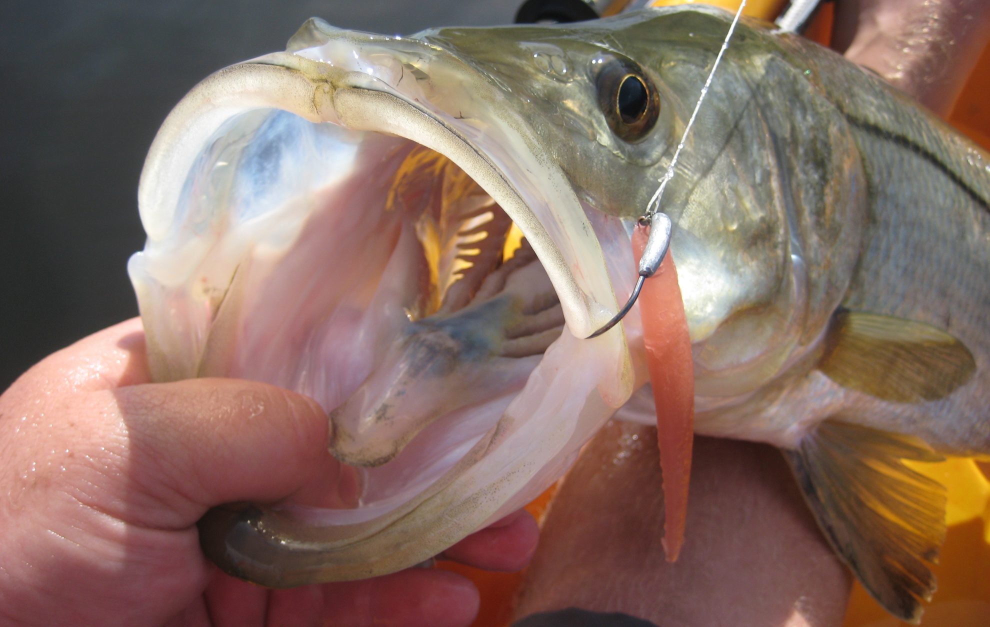 Snook Love This Lure! (The Best Lure For Beach Snook?) 