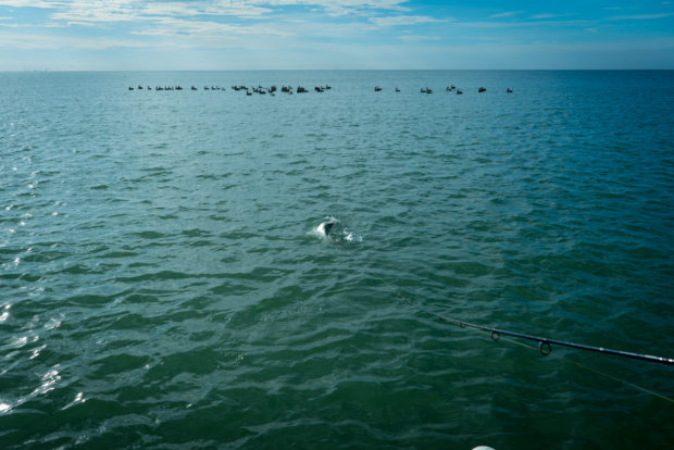 Birds-Beach-Tarpon-620x414 5 Tips For Fall Tarpon Success 2016 Reports Fishing Reports How-To Inshore Fishing  