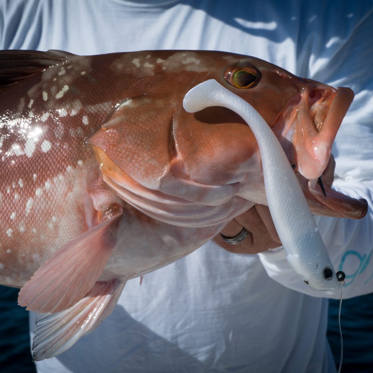 3 Techniques for Fall Nearshore Grouper Fishing - The Intrepid Angler