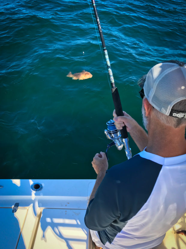 Red-Grouper-Hookup-Sewell-Rods-620x827 3 Techniques for Fall Nearshore Grouper Fishing 2016 Reports Blog Fishing Reports How-To Offshore Fishing  