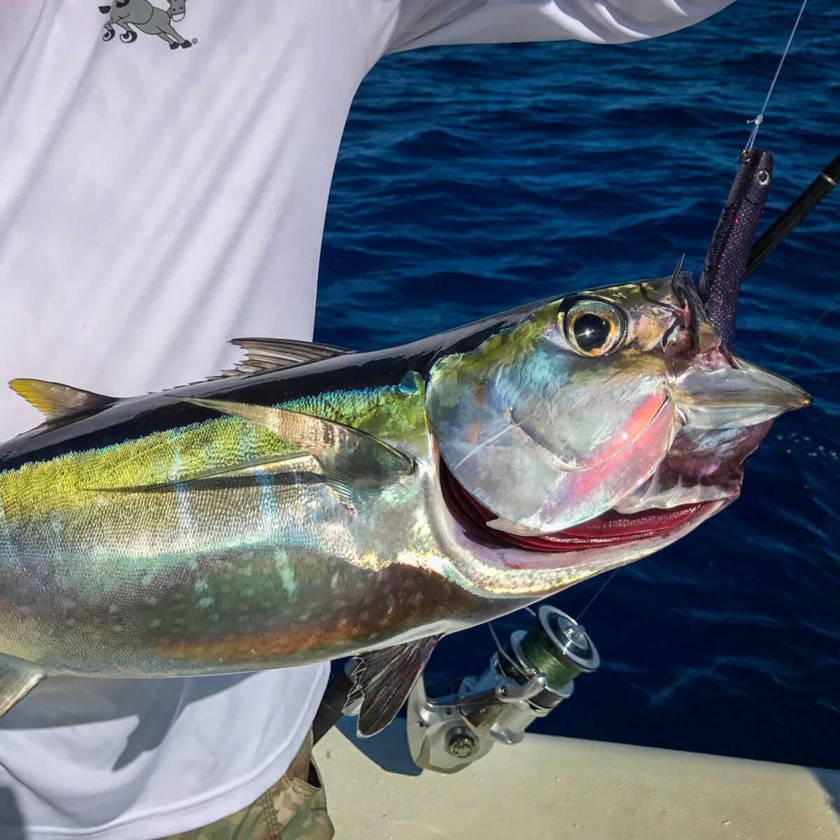 Summer Time Fishing In The Florida Keys Area of Marathon