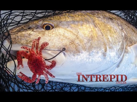 Best Crab Baits For Redfish – Lures For Bull Reds - The Intrepid Angler