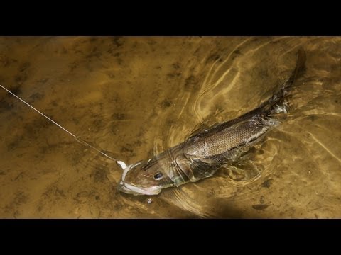 https://theintrepidangler.com/wp-content/uploads/2018/02/creek-fishing-snook-and-redfish.jpg