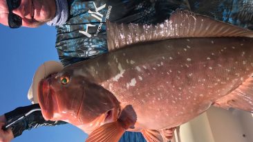 Sea-Daddy-Red-Grouper3