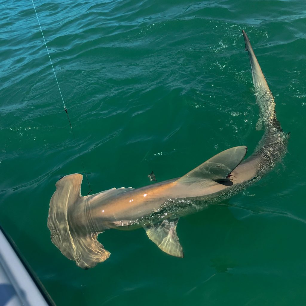 IMG_2980-1024x1024 April Fishing Report: Sanibel, Captiva, Pine Island Sound, Cape Coral, Fort Myers 2019 Reports Fishing Reports  