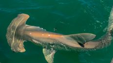 Scalloped Hammerhead Shark Sanibel Island
